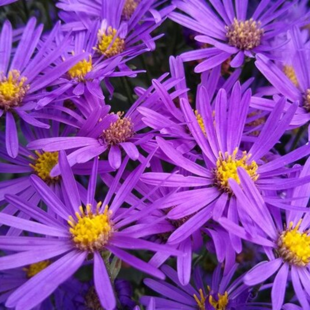 Close-up of purple aster flowers with golden yellow centers