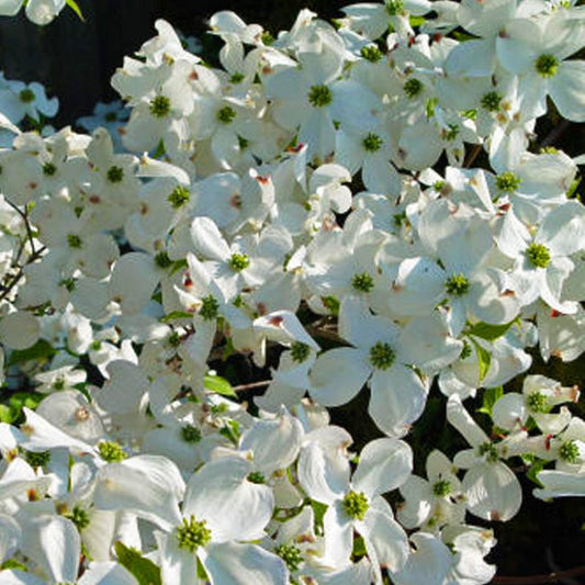 Cloud 9 Dogwood – flowering tree