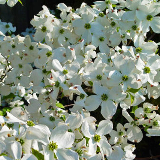 Garden beauty of Cherokee Princess in full bloom