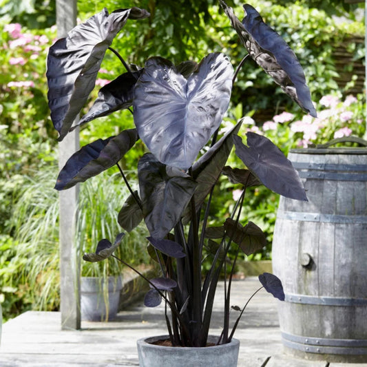 Black Coral Elephant Ear – perennial