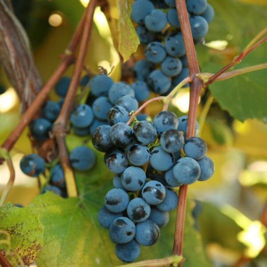 Live Concord Grape Plant in nursery pot