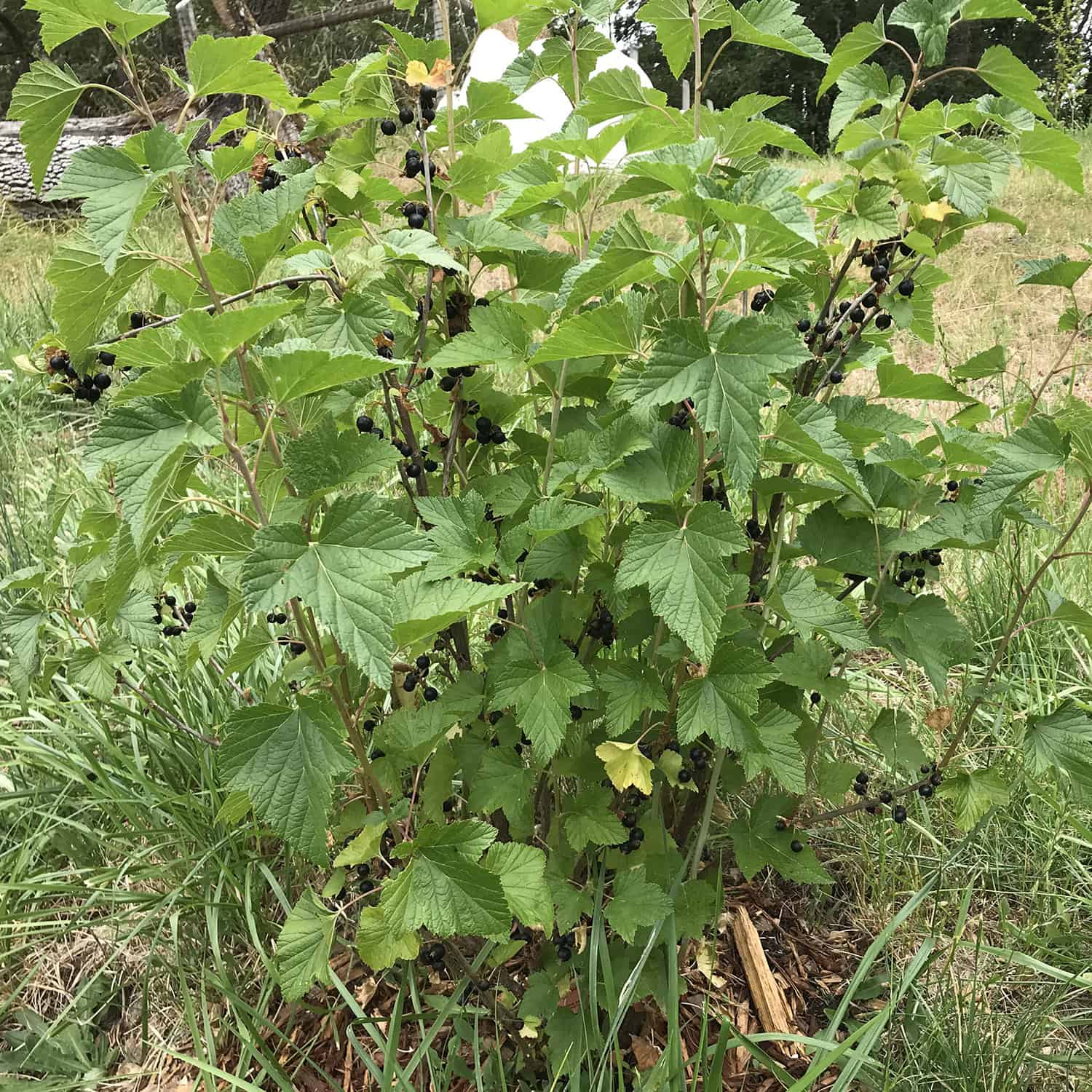 Mature Consort black currant bush with dense branches