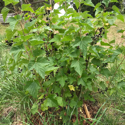 Mature Consort black currant bush with dense branches