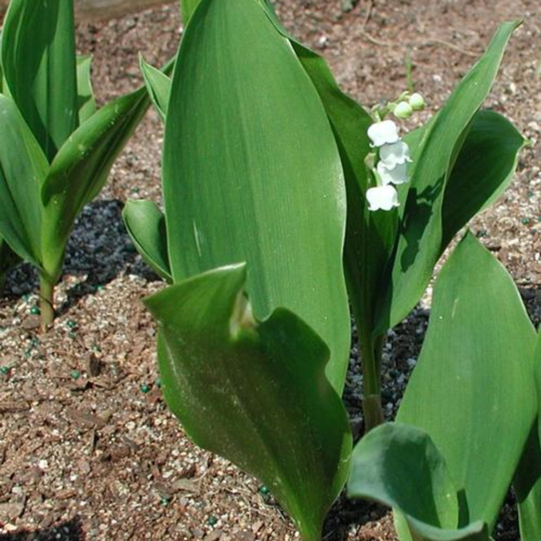 Convallaria Majalis - Lily of The Valley Very Fragrant Pure White Bell Shaped Flowers Blooms On Racemes Up To 12" Tall.