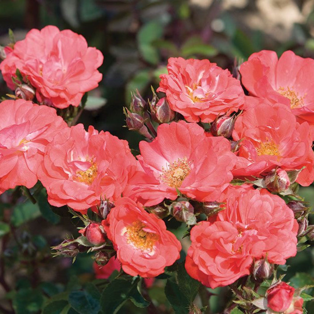 Container grown Coral Drift Rose showing healthy green leaves