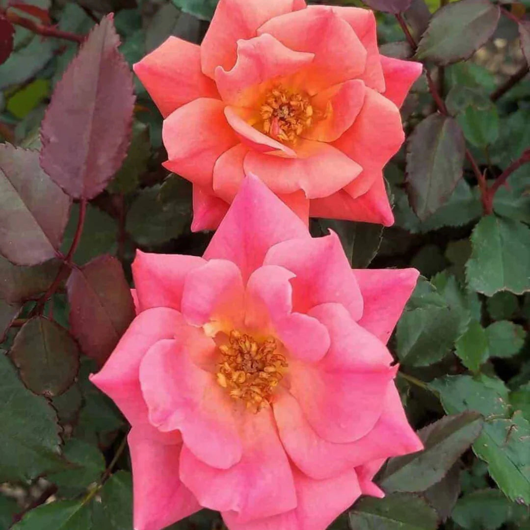 Close detail reveals layered Coral Knock Out Rose