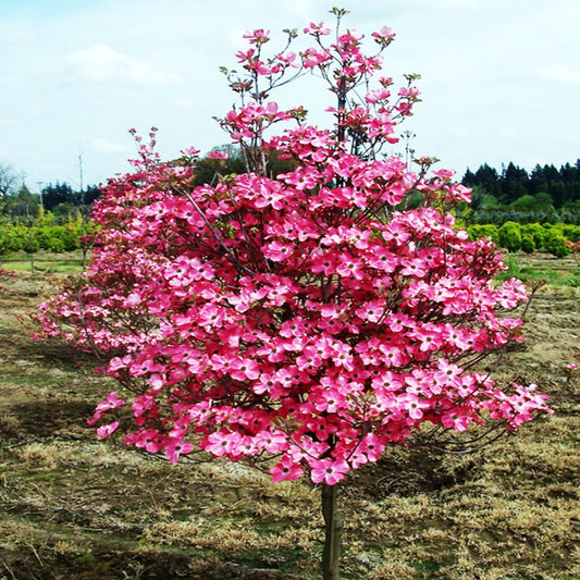 Coral Red Dogwood tree with vibrant red stems