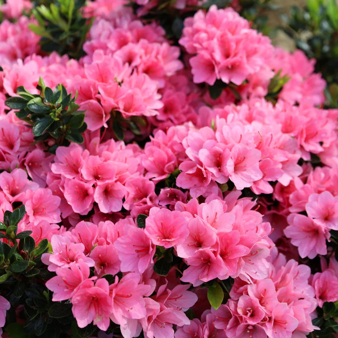 Coral Bells plant with colorful heuchera foliage in garden setting