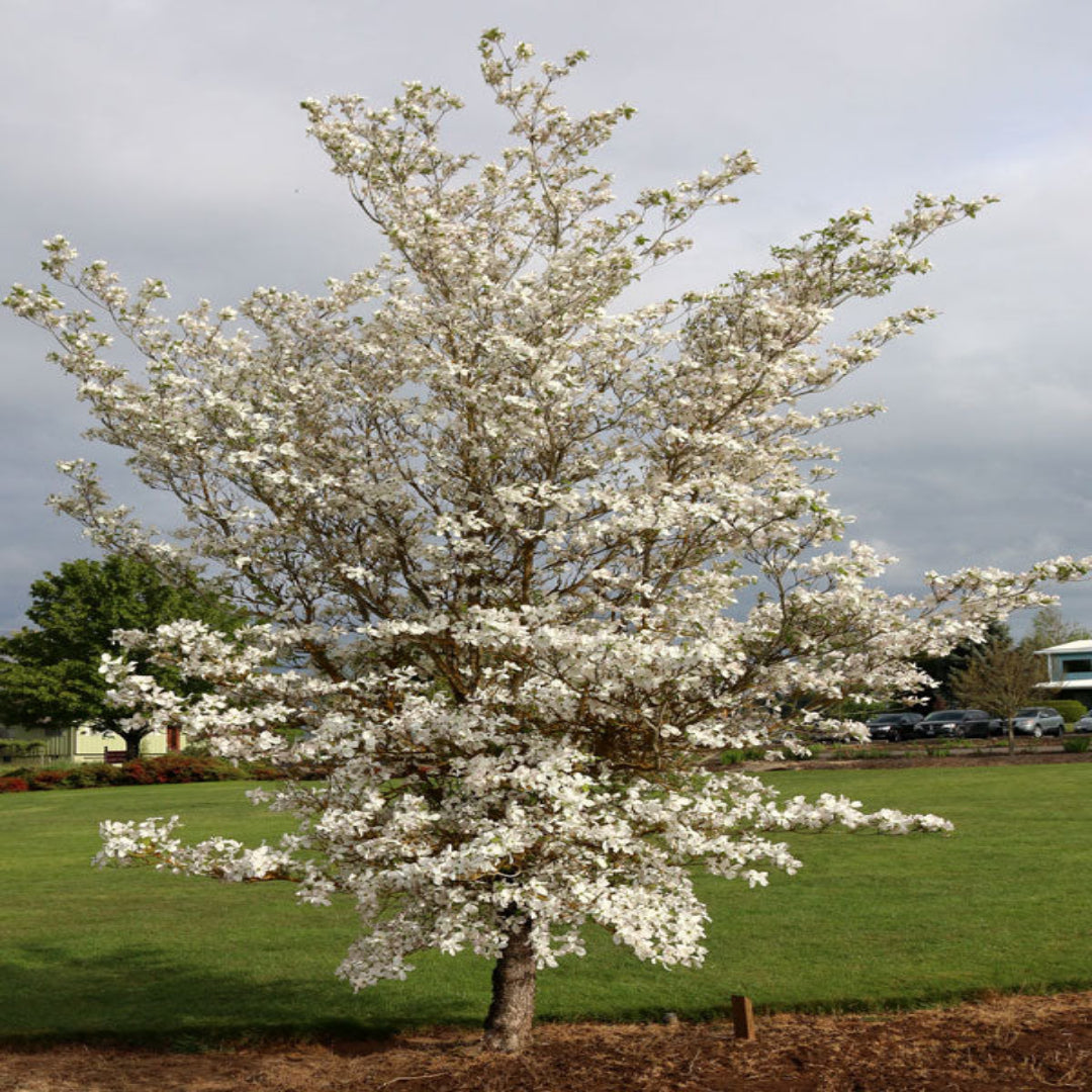 Planting-ready Cherokee Princess White Dogwood Tree