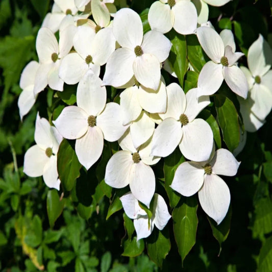 Flowering branches of the Kousa Dogwood Tree