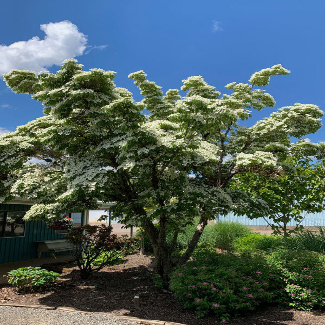 Garden shot showing Milky Way Dogwood flowering