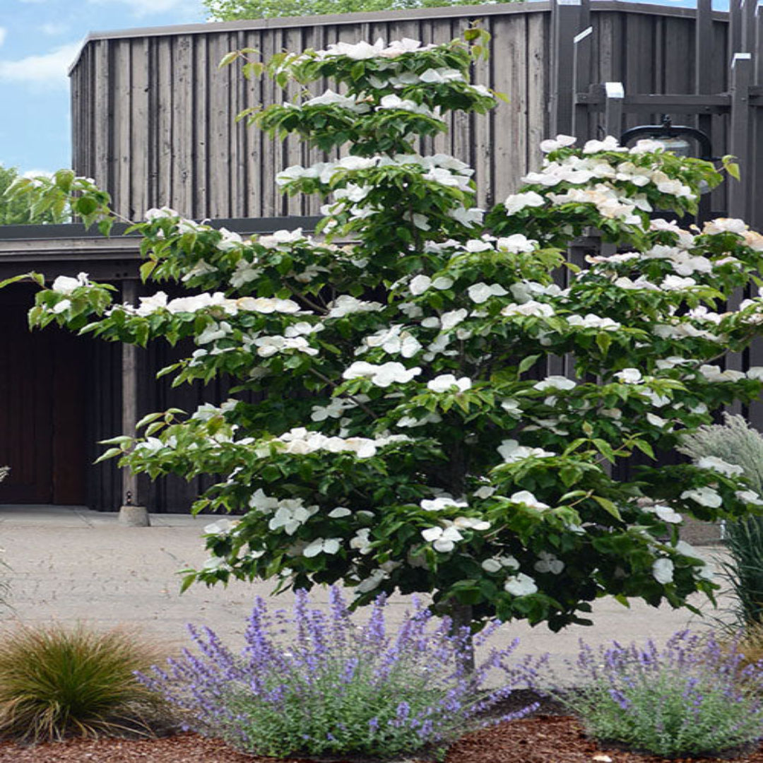 White Dogwood flowers blooming in early spring