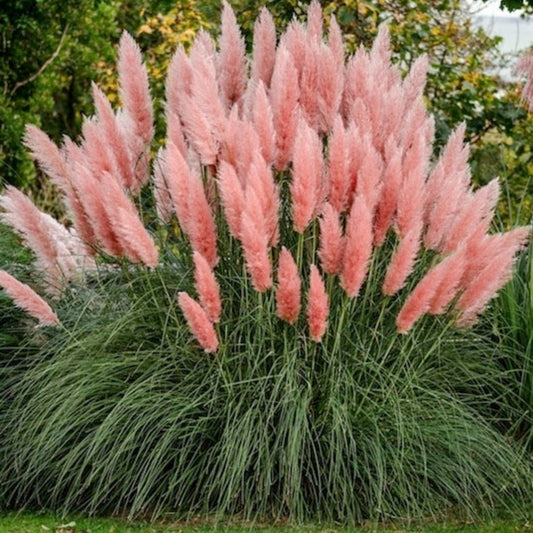 Pink Pampas Grass – Spectacular Pink Plumes | Cortaderia | Zones 6–11 live plant for landscaping and home gardens