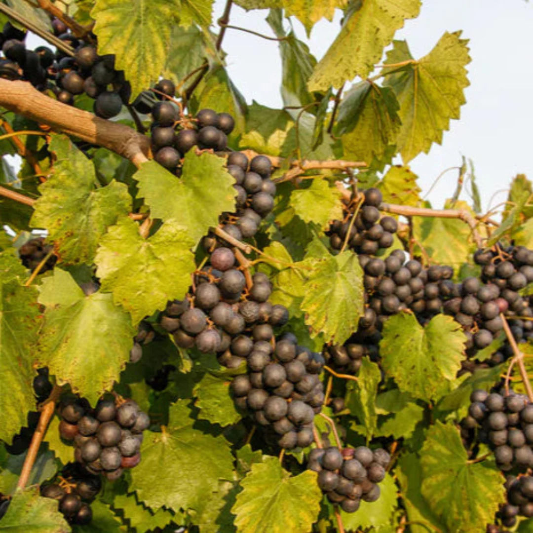 Established Cowart Muscadine grape vine producing healthy fruit in a warm climate