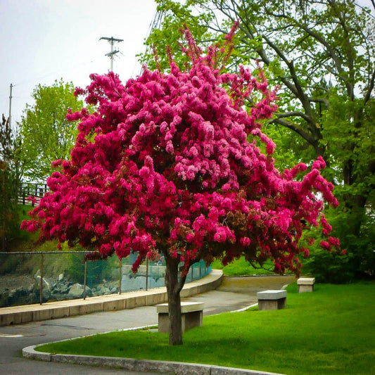 Prairifire crabapple tree pink spring flowers