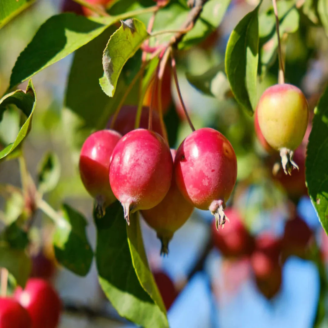 Comparison of crabapple tree varieties highlighting ornamental flowering and growth habits