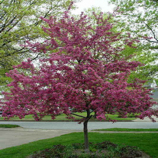 Prairifire crabapple tree in full bloom