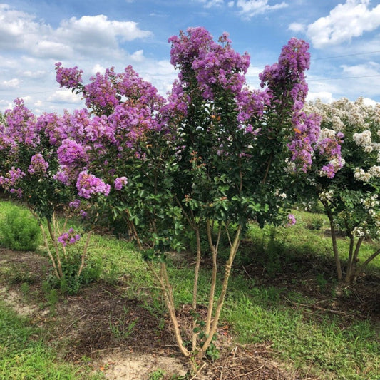 Catawba Crape Myrtle shrub with dense purple flowering clusters during summer