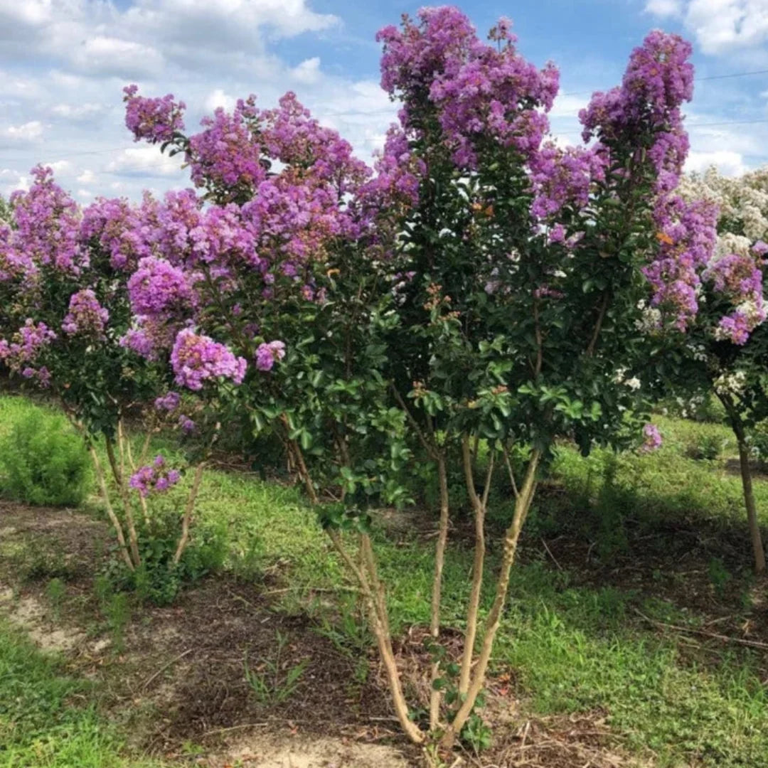 Catawba Crape Myrtle shrub with dense purple flowering clusters during summer
