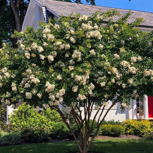 Blooming White Crape Myrtle Shrub in Garden