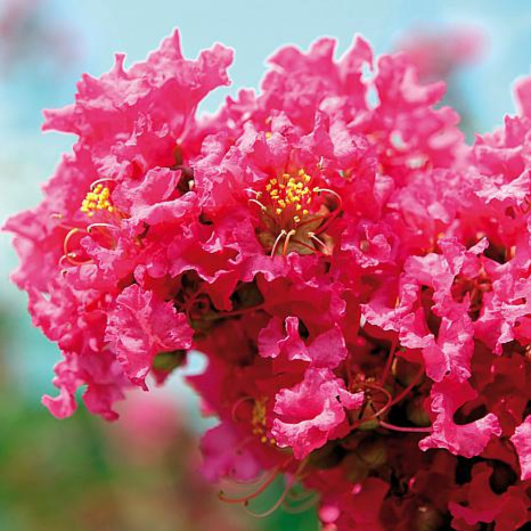 Pink Velour Crape Myrtle tree with bright pink blossoms