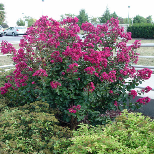 Red flowering crape myrtle variety Tonto showcasing ornamental landscape appeal