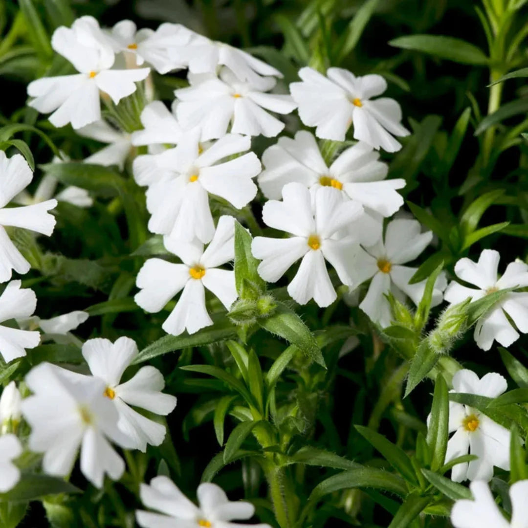 Snowflake creeping phlox close up