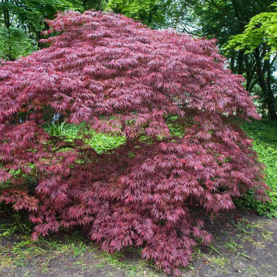 Crimson Queen Japanese Maple – Weeping Laceleaf | Deep Red Foliage | Zones 5–8 live plant for landscaping and home gardens