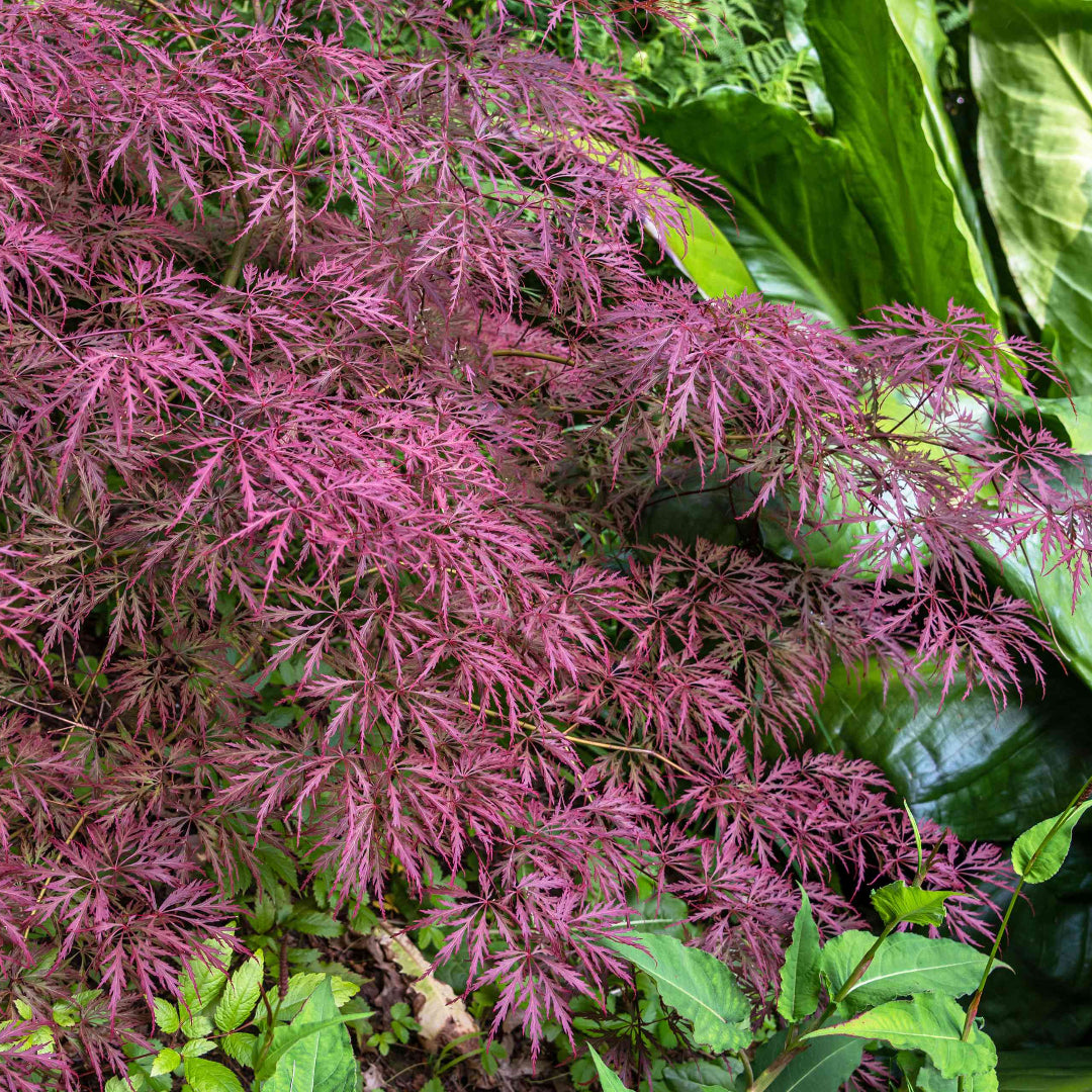 Crimson Queen Japanese Maple – Weeping Laceleaf | Deep Red Foliage | Zones 5–8 live plant for landscaping and home gardens
