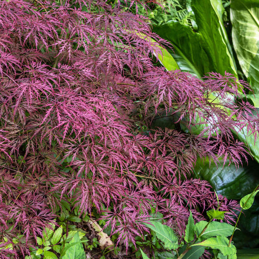 Crimson Queen Japanese Maple – Weeping Laceleaf | Deep Red Foliage | Zones 5–8 live plant for landscaping and home gardens