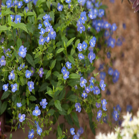 Georgia Blue Veronica perennial ground cover