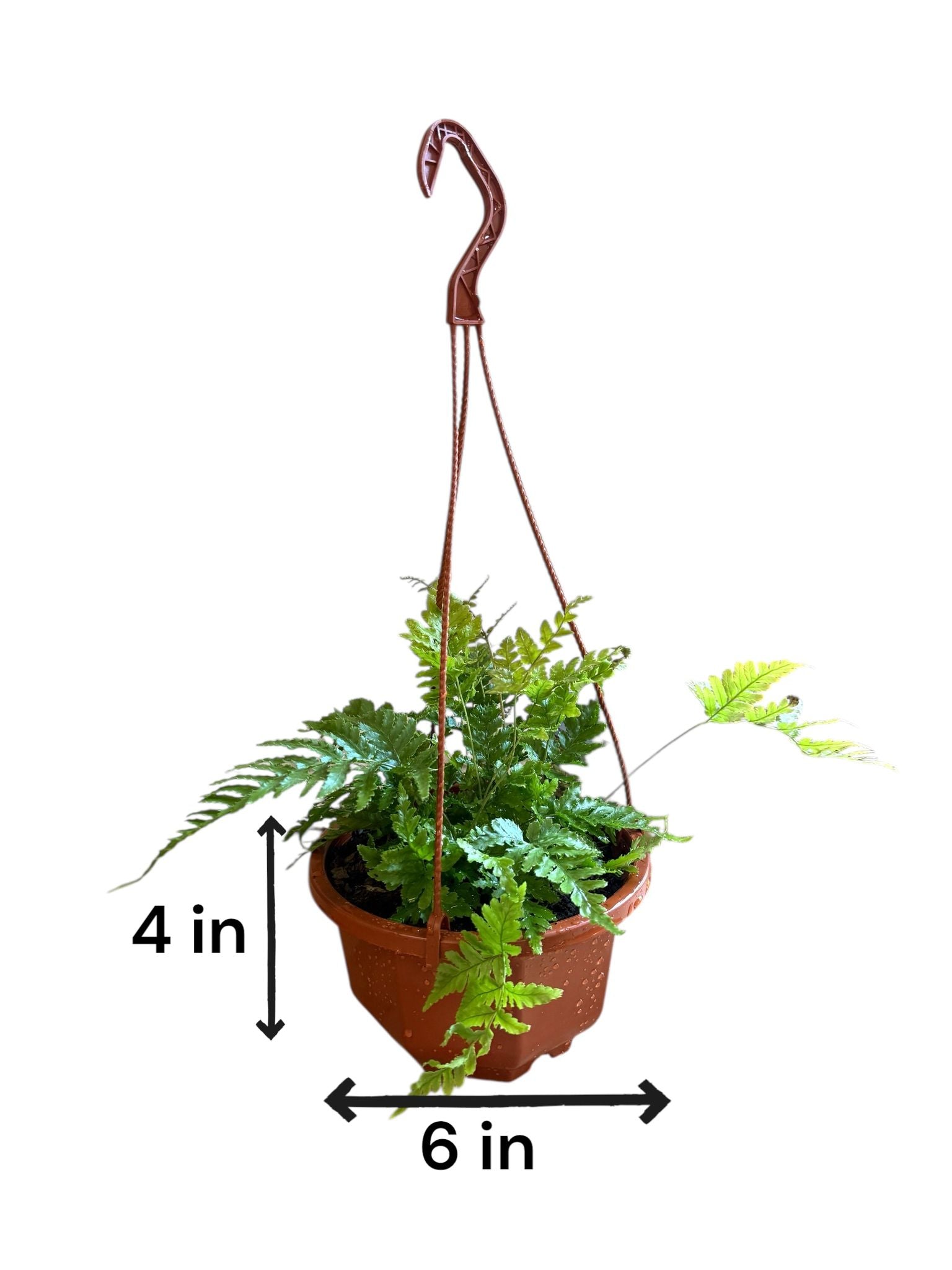 Autumn Fern Hanging Basket – Indoor-Outdoor Shade Fern