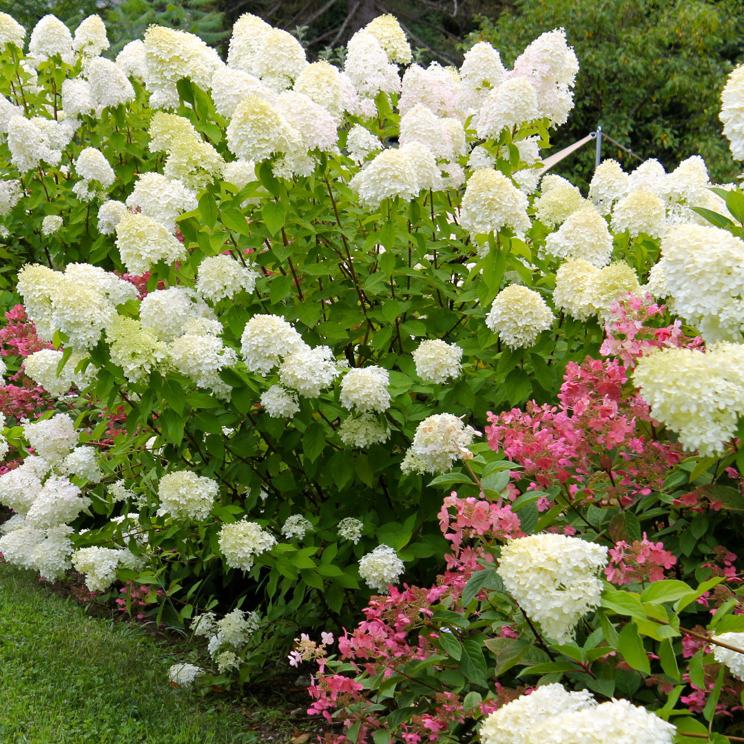 Compact Dwarf Limelight Hydrangea for Tight Garden Spaces