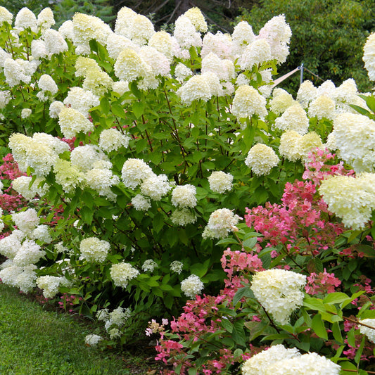 Dwarf Limelight Hydrangea for Sale Small-Size Flowering Shrub