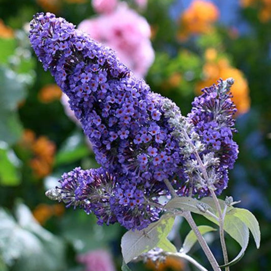 Butterfly feeding on blue flowers of Ellen’s Blue butterfly bush