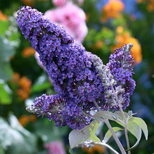 Blue butterfly bush attracting butterflies with fragrant summer flowers
