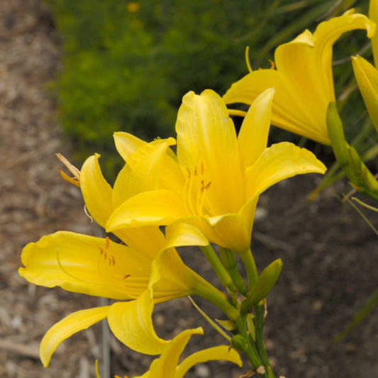 Hemerocallis Hyperion yellow daylily close-up