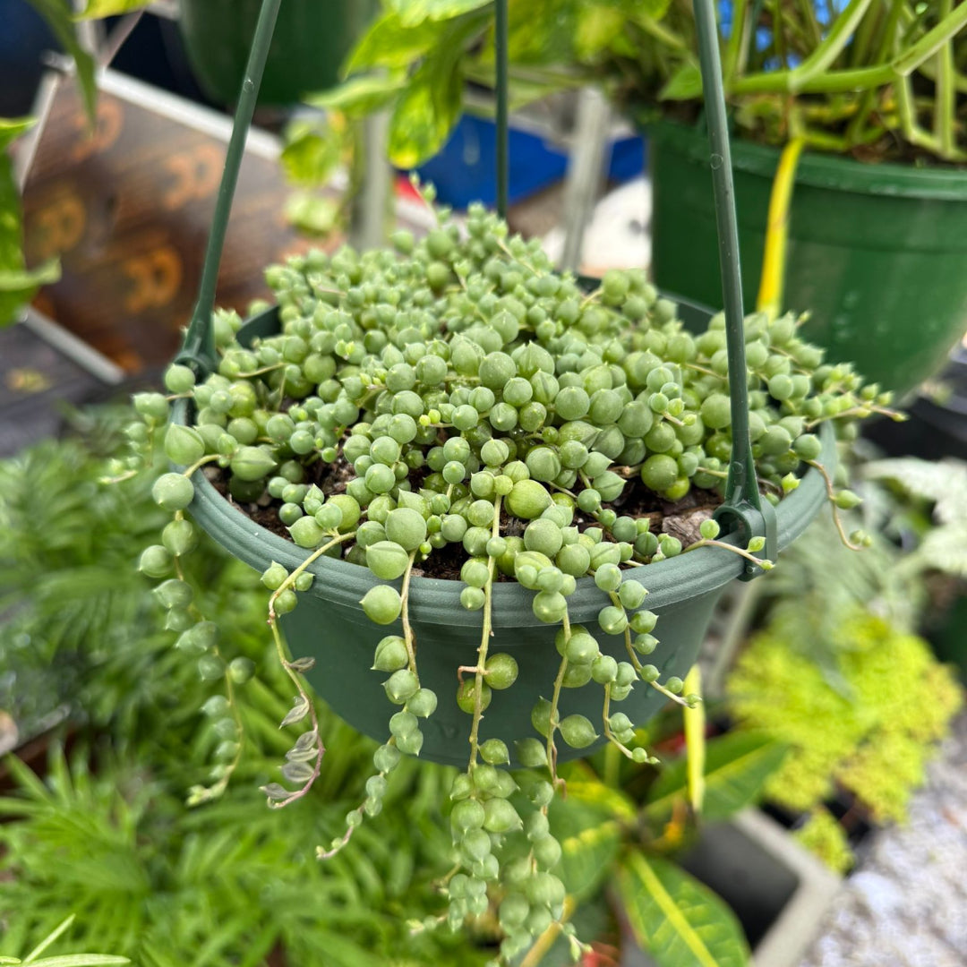 String of Pearls – succulent