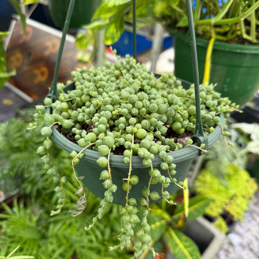 String of Pearls – succulent