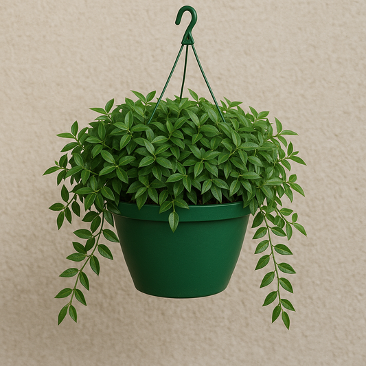 Asiatic Jasmine Hanging Basket