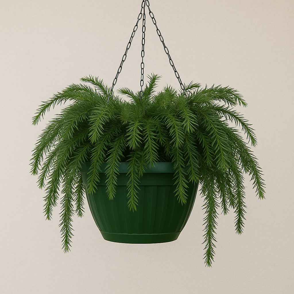 Plum Yew — Hanging Basket