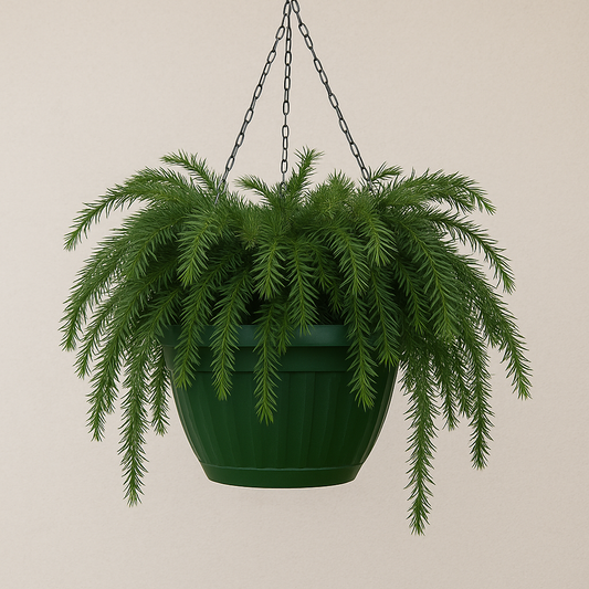 Plum Yew — Hanging Basket