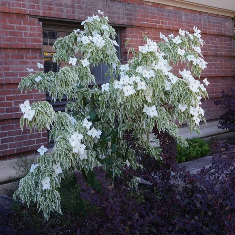 Decorative leaves and form of Wolf Eyes Dogwood