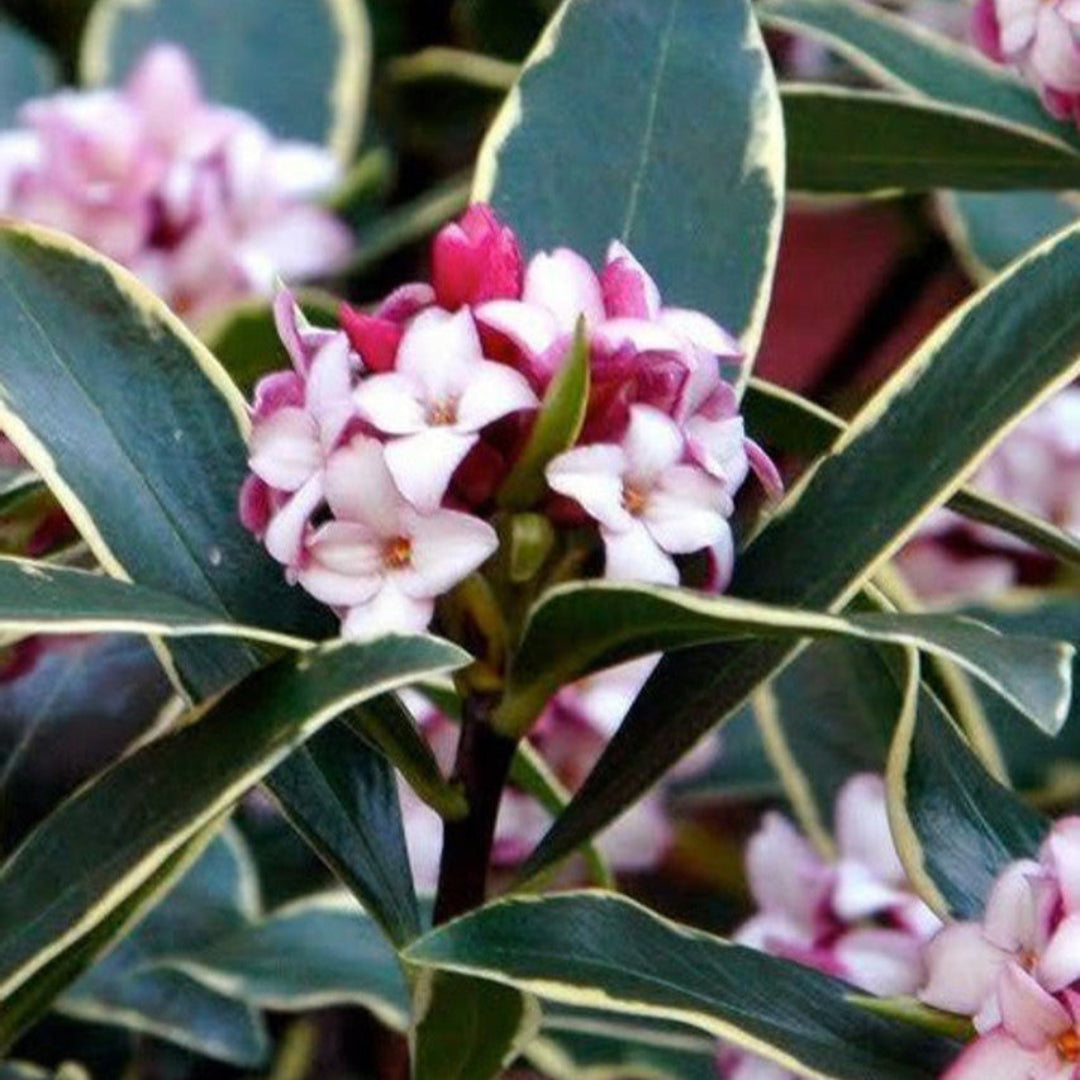 Close up of Daphne odora pink flowers