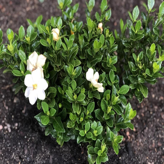 Close-Up of Gardenia Jasminoides Evergreen Leaves