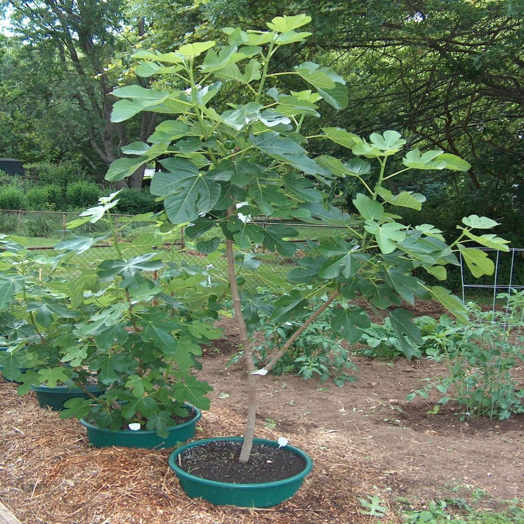 Healthy foliage and figs of Italian Honey Fig Tree