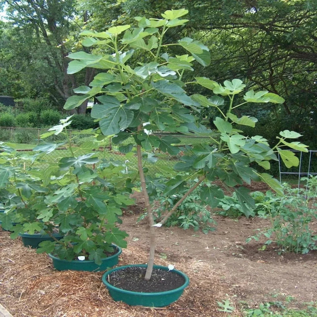Healthy foliage and figs of Italian Honey Fig Tree