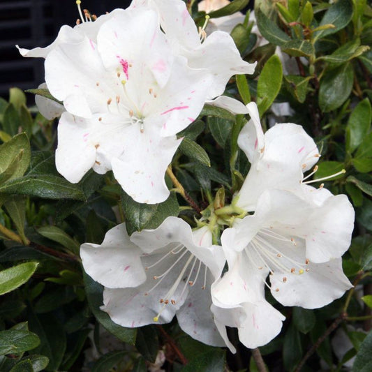 Autumn Starlite Encore Azale – flowering tree