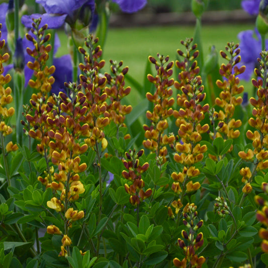 Decadence Cherries Jubilee baptisia plant in bloom with golden-orange flower spikes
