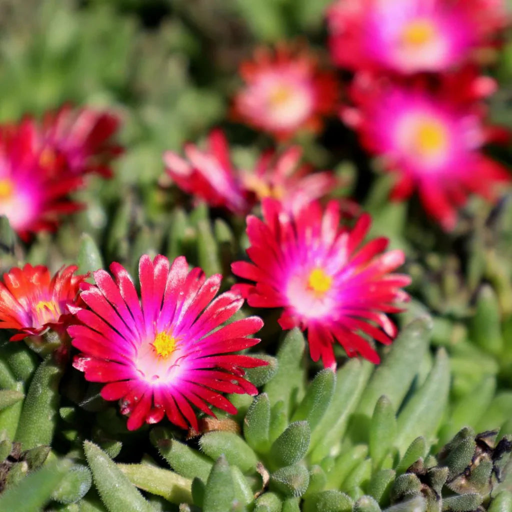 Jewel of Desert Garnet delosperma red daisy flowers close view